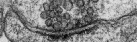 The Synapse Symposium